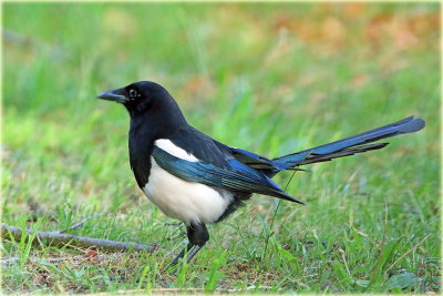 Magpie 