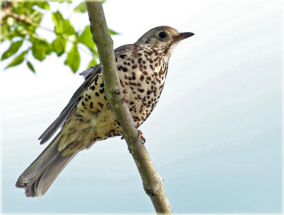 Mistle Thrush 