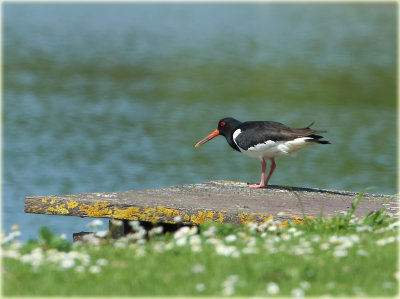 Oystercatcher 