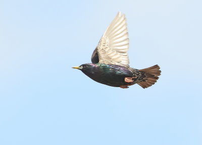 Starling 