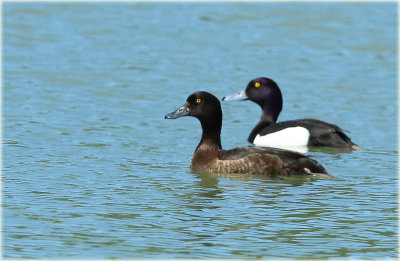 Tufted Duck 