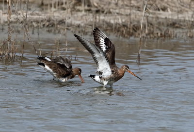 Black Tailed Godwit 