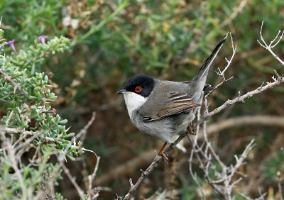 Sardinian Warbler