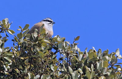 Rock Bunting 