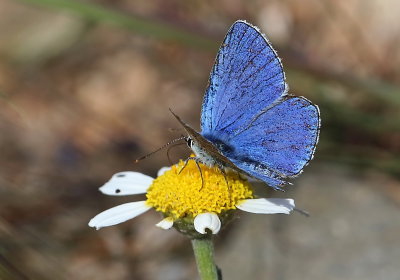 Blue Butterfly to ID.jpg
