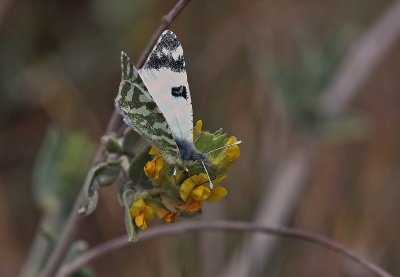 Green-Stripped White Butterfly 1.jpg
