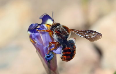 Bee Rhodanthidium SP