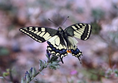 Swallowtail Buttery 