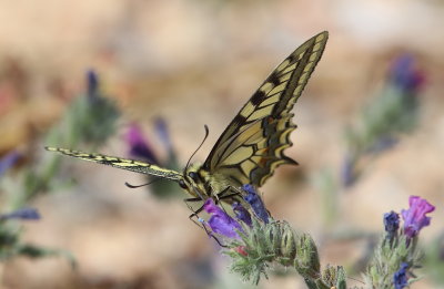Swallowtail Buttery