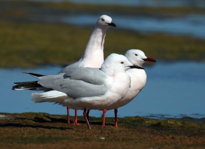 Slender Billed Gulls