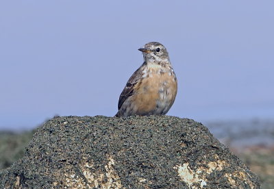 Pipit,Wagtail