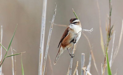 Moustached Warbler 2.jpg