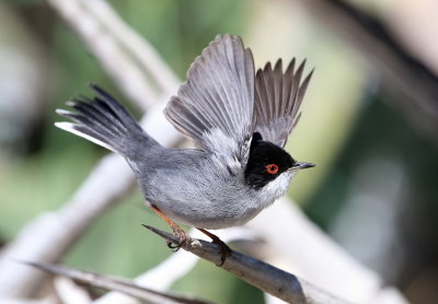 Sardinian Warbler 