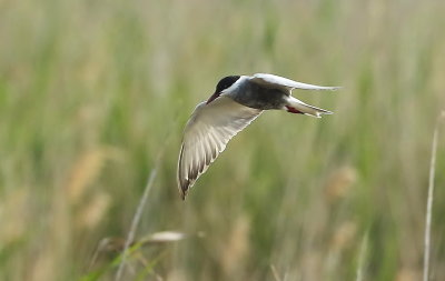 Whiskered Tern 