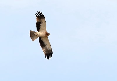 Booted Eagle