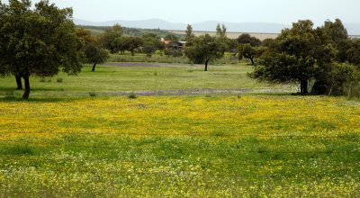 The Plains in Extremadura