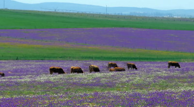 The Plains of Extremadura 