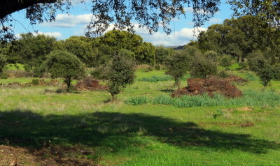 The Plains of Extremadura 