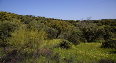 The Plains of Extremadura 