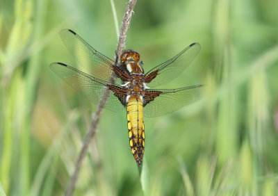  Broad-bodied chaser or broad-bodied darter (Libellula depressa)