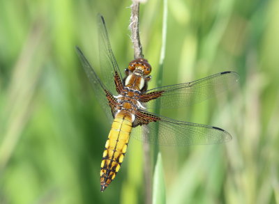  Broad-bodied chaser or broad-bodied darter (Libellula depressa)Dragonfly 