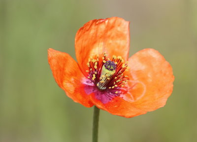 Poppy