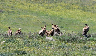 Vulture flock 
