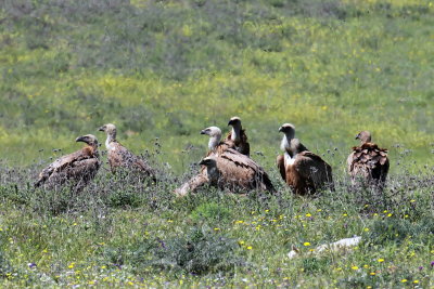 Vulture flock 