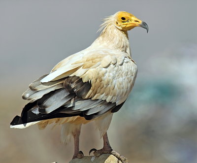 Egyptian Vulture 