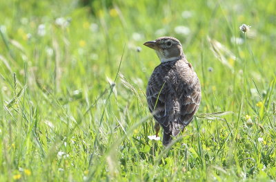 Calandra Lark 