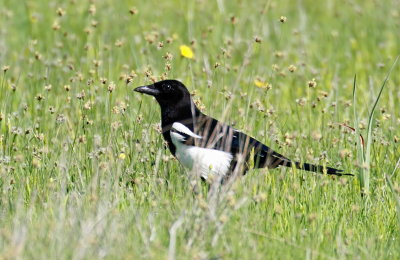 Common Magpie