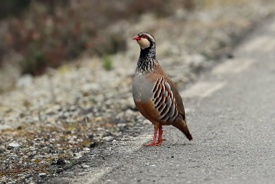 Red Legged Partridge