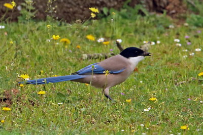 Azure-winged Magpie 