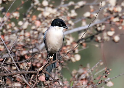 Azure-winged Magpie 