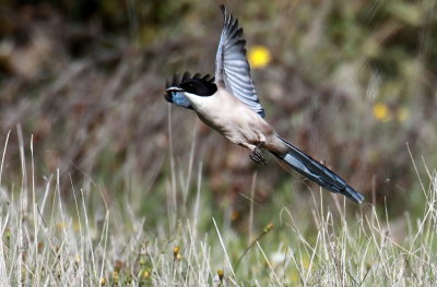 Azure-winged Magpie 