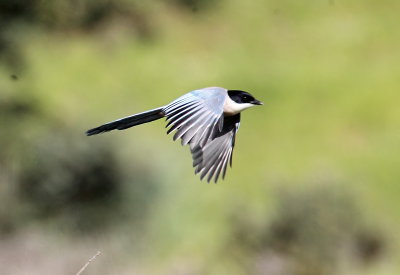 Azure-winged Magpie 