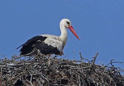Stork-White