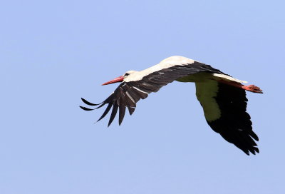 Stork-White
