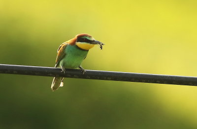 Bee Eater 