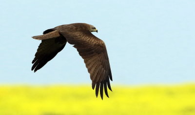 Black Kite 