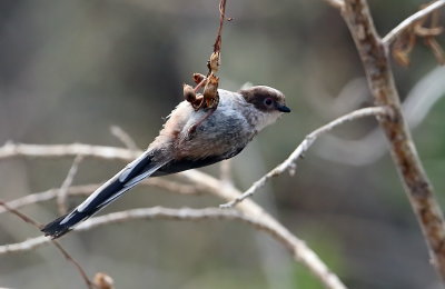 Long Tailed Tit 