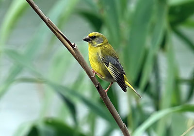 Green Finch ed.jpg