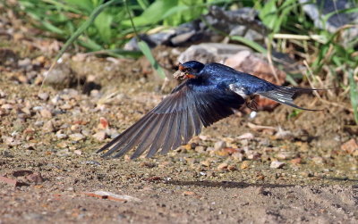 Swallow Carrying Mud & Twigs Nest Building