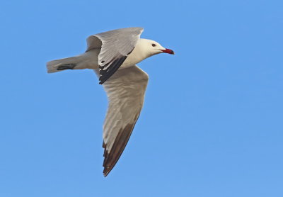 Gulls and Tern