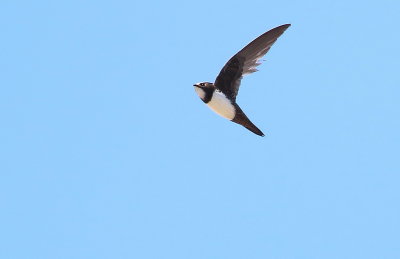 Swallows, Swift and Martin