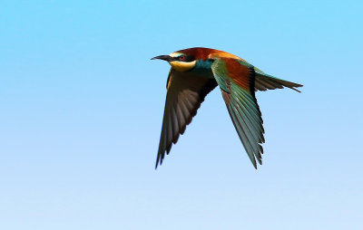Bee Eater and Roller