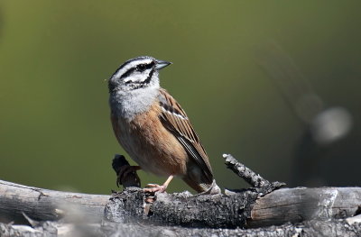 Sparrow, Bunting