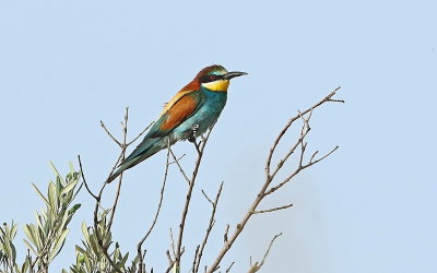 Bee Eater and Roller