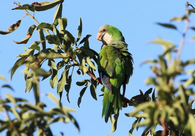 Monk Parakeet