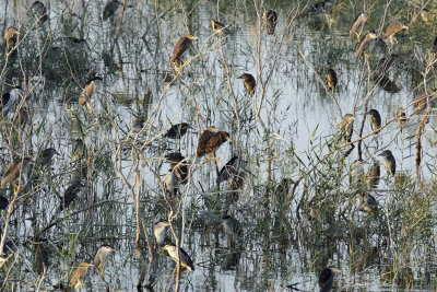 Night Heron